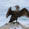 Kormoran australsky - Phalacrocorax sulcirostris - Little Black Cormorant 9928